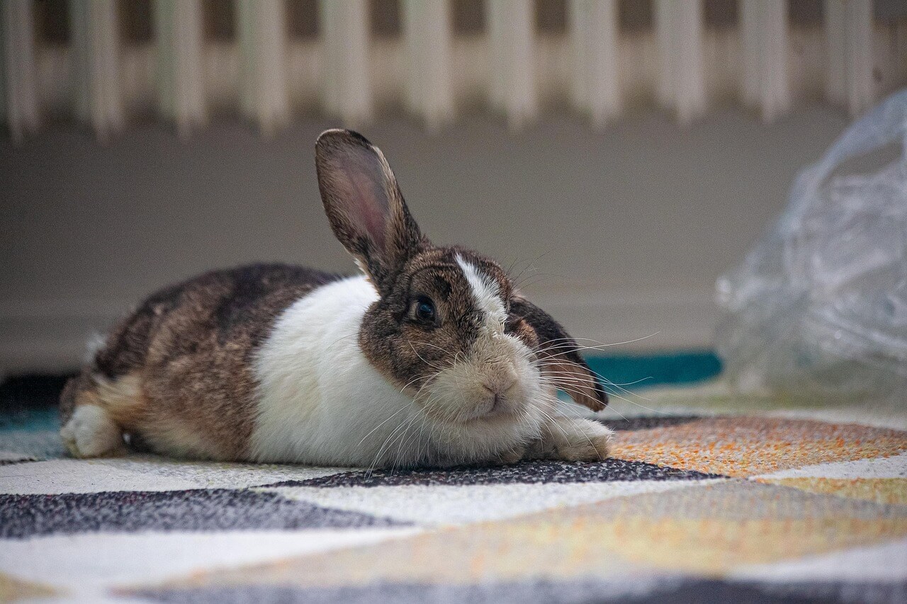 うさぎの目の周りが赤い原因とは？