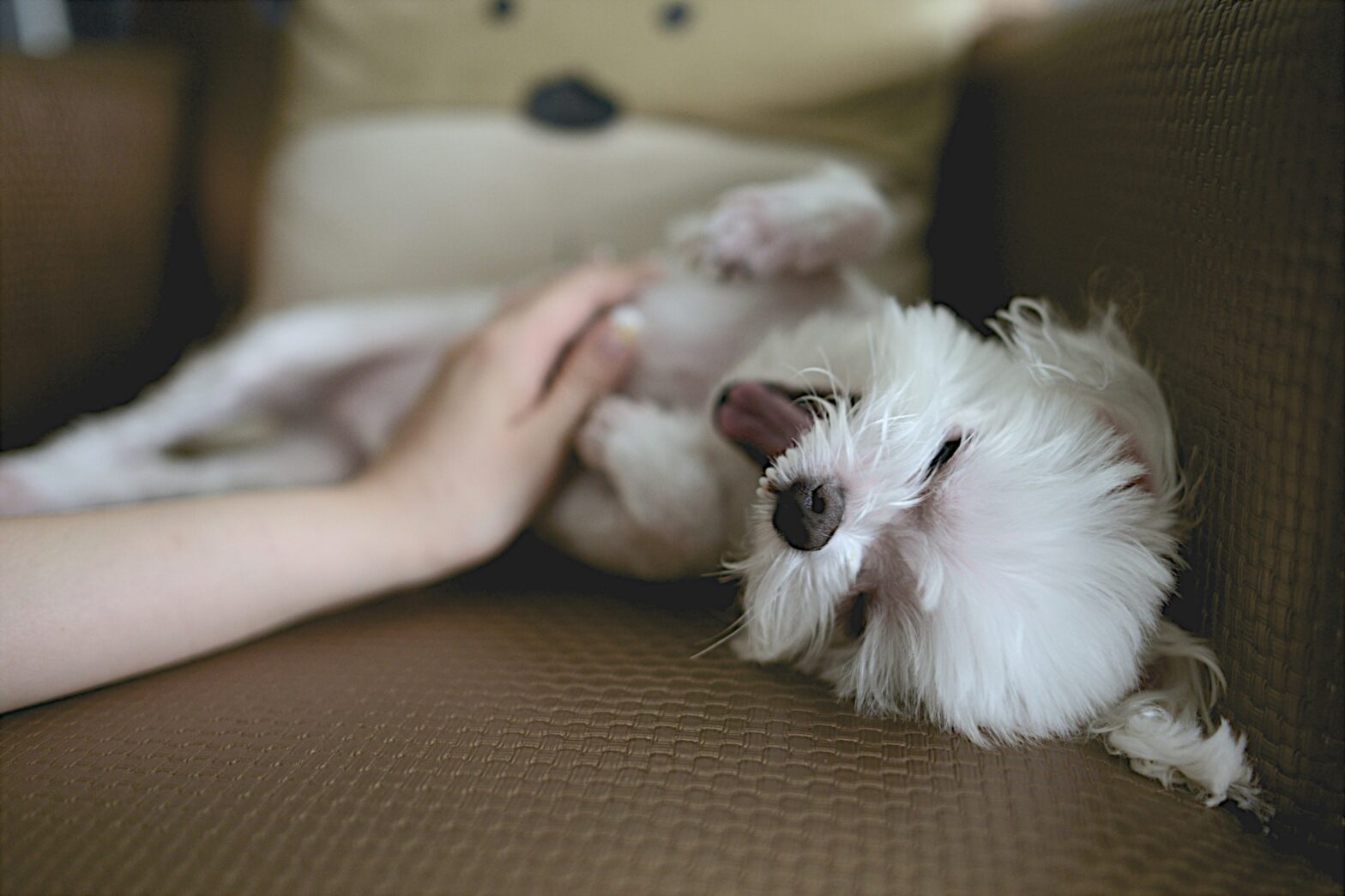 犬の皮膚病を徹底解説｜種類・症状・予防・対処法までわかりやすく紹介！