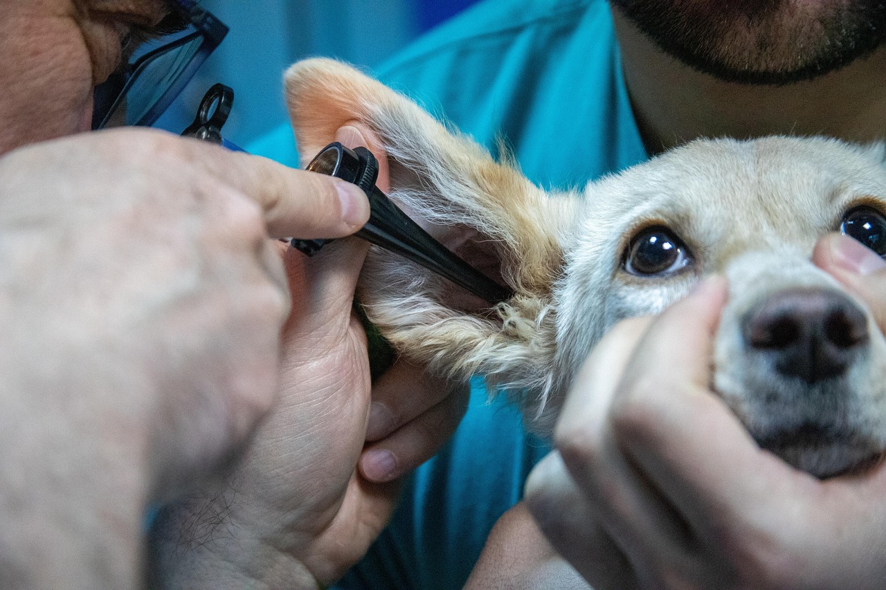 犬の皮膚病の種類
