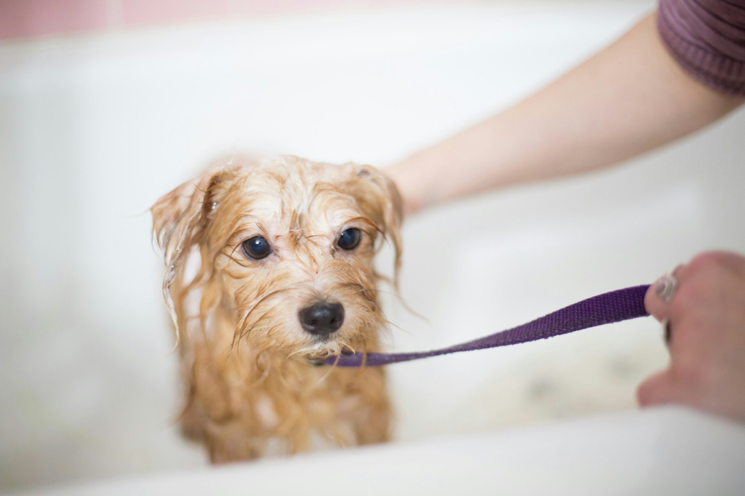 犬の皮膚病の原因・対処・予防法