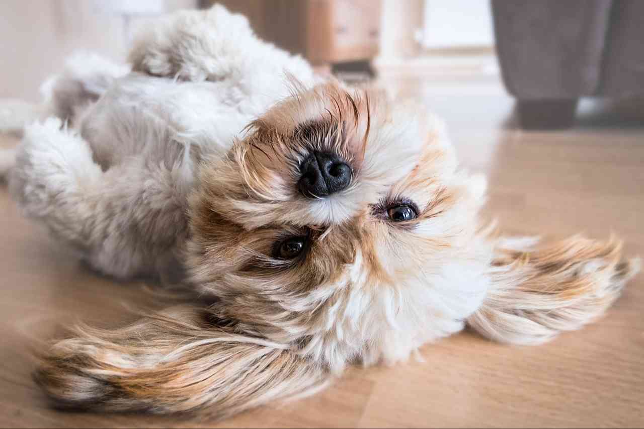 犬が留守番中に吠える原因と対策｜分離不安・警戒吠えをやさしく解決