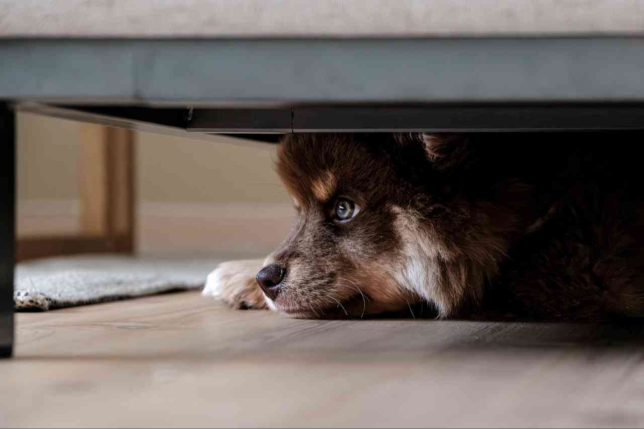 犬が留守番中に吠える理由