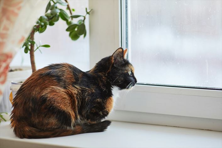 猫の夜泣きの原因