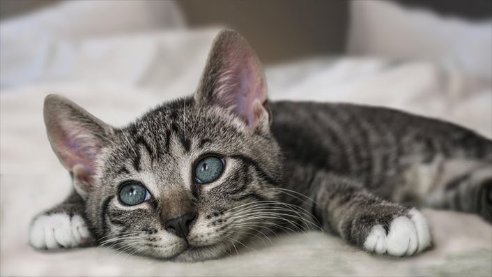 高齢猫の夜泣き