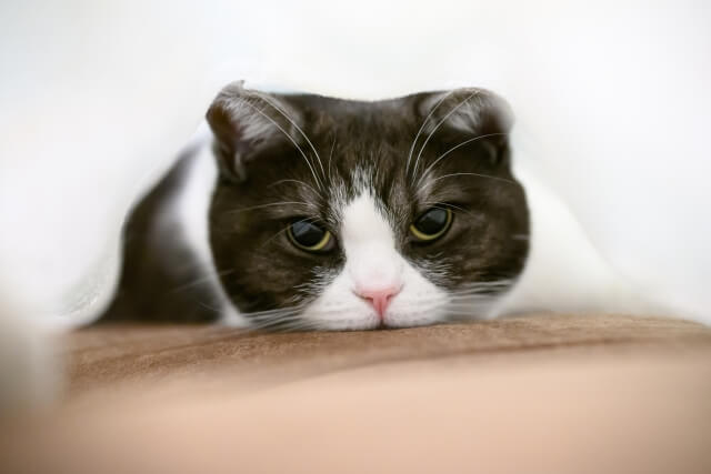 猫がキャットフードを食べない原因とは？食欲を改善する方法もご紹介！