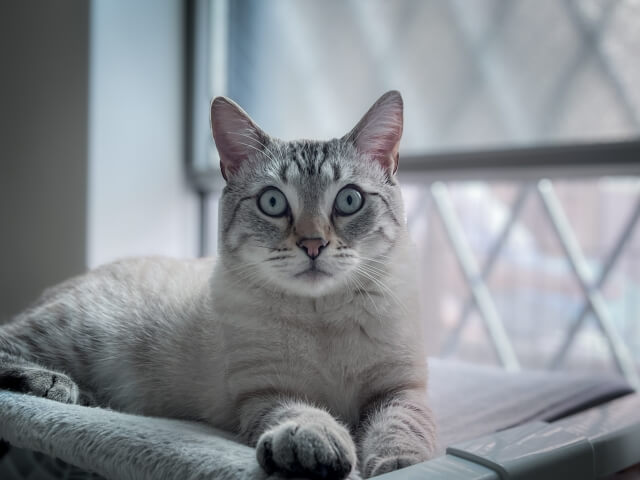 猫がキャットフードを食べない理由