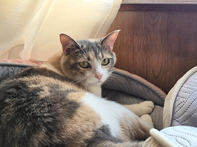 今のキャットフードに飽きた