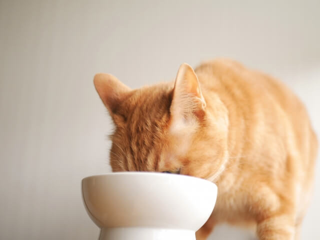 猫の食欲を改善させる方法