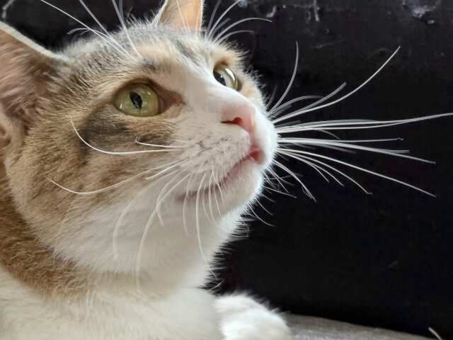 キャットフードを食べない猫を病院に連れていくタイミング