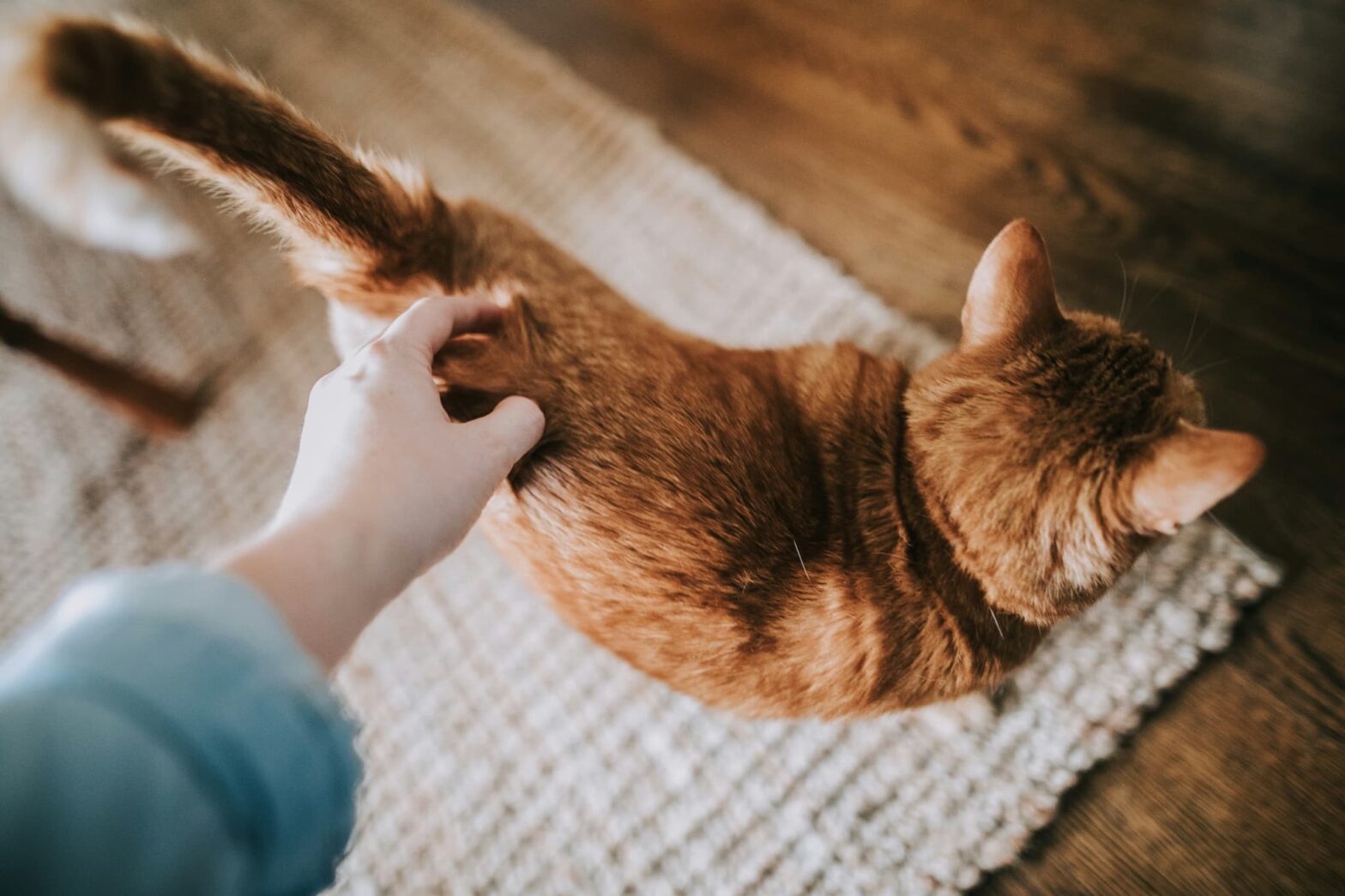 猫が「すりすり」する本当の理由｜仕草から読み解く猫の気持ちと体調