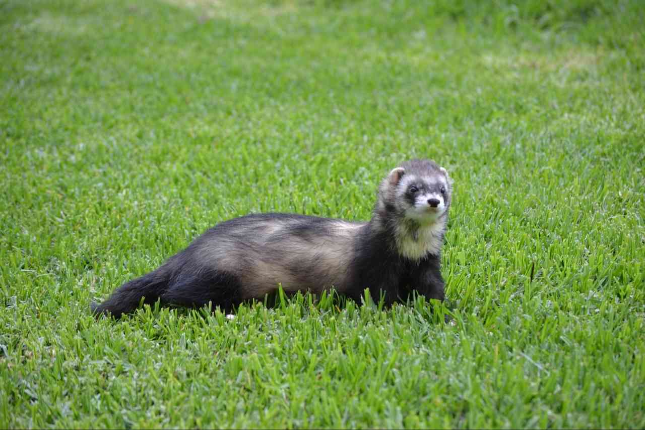 フェレットを飼うポイント