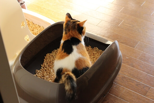 飼育する際に重要なトイレトレーニングの進め方をご紹介！
