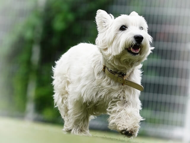 犬