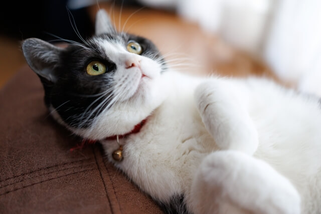 猫