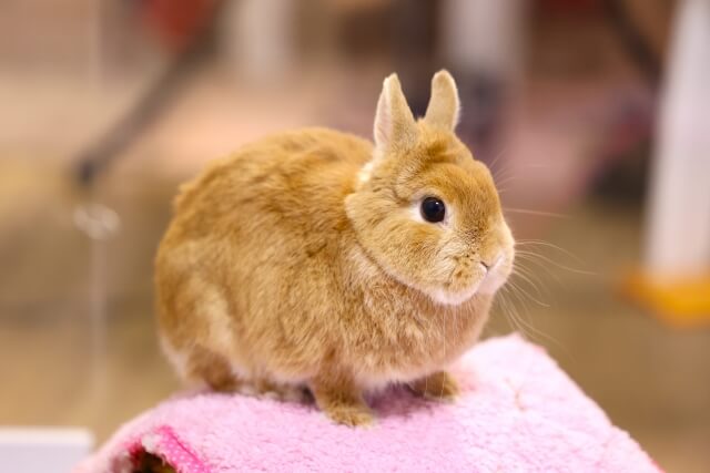 小動物