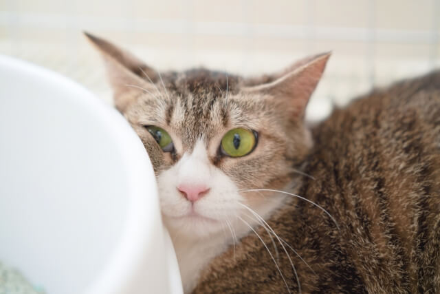 4.失敗しても感情的に怒らない