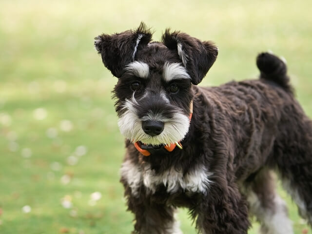 犬がいる室内の消臭方法とは?すぐにできる効果的な消臭法をご紹介!