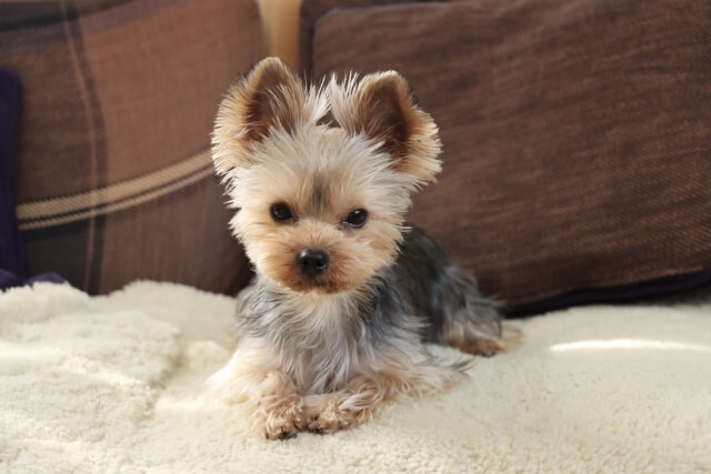 犬がいる室内が臭い時のおすすめ消臭法8選