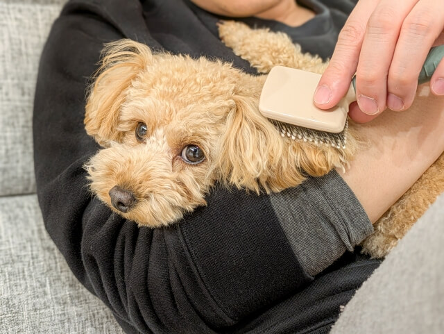 2.こまめにブラッシングをする