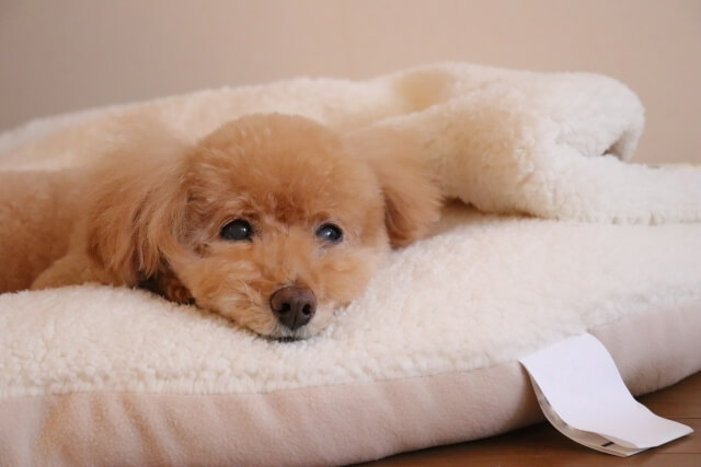 6.布製品はよく洗う