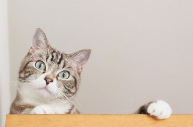 猫のトイレのニオイに効果的な対策６選！おすすめの招集グッズもご紹介！