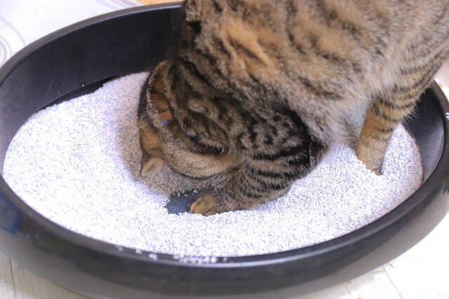 5.消臭効果の高い猫砂にする