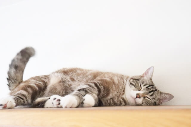 猫のおしっこのニオイが強い時は注意が必要