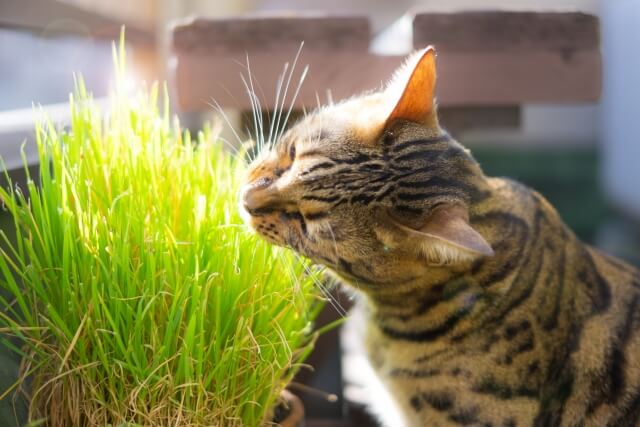 猫がエサを食べてすぐに吐く5つの理由