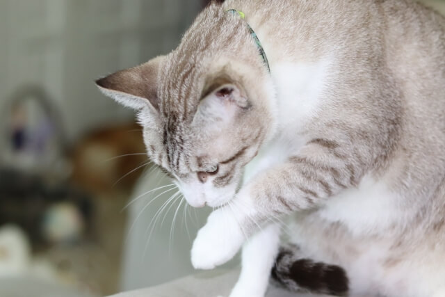 5.胃の中に毛玉ができている