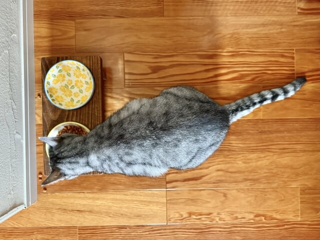 1.フードボウルを変える