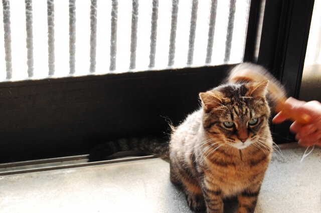 3.こまめにブラッシングをする