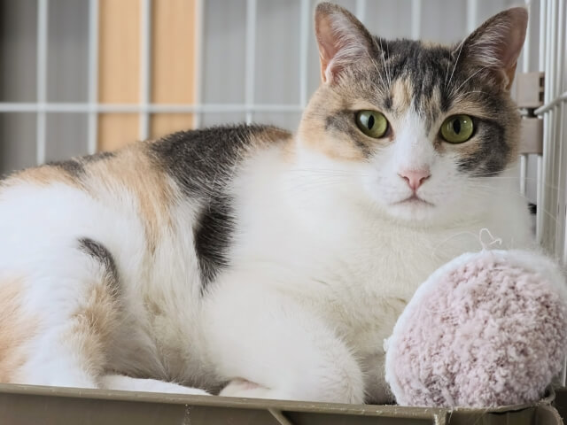 猫が吐いた後の対応は？