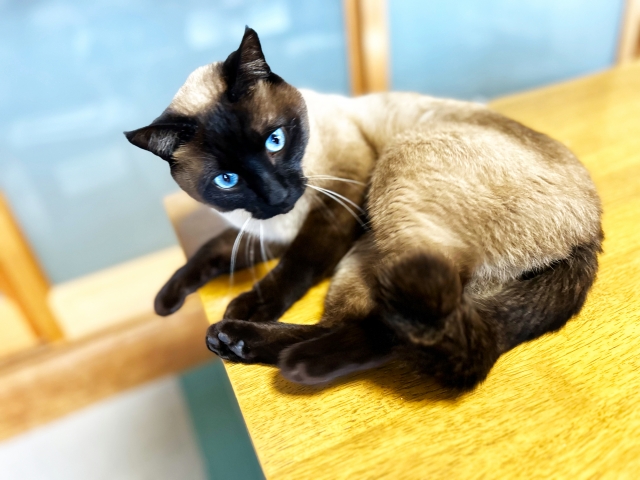 猫がいる室内のニオイが気になる時の対処法