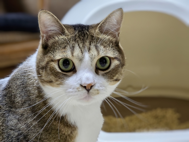 1.トイレから察するアンモニア