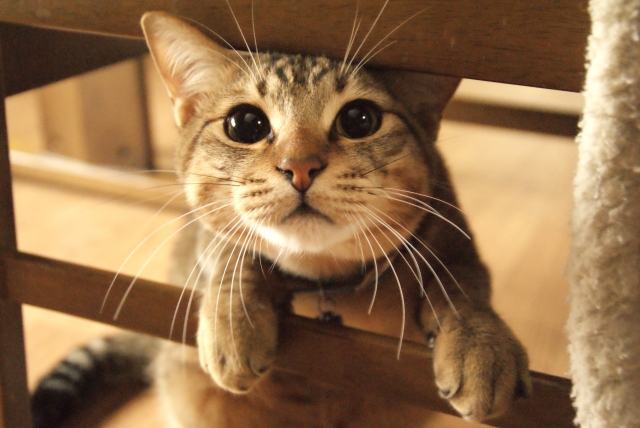 猫がいる室内のニオイが気になる！原因と対処法を詳しくご紹介！