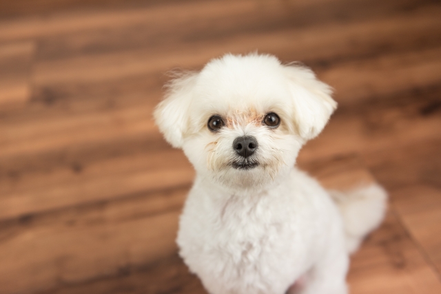 犬の口が臭い原因４選！手軽にできる臭い対策も詳しくご紹介！