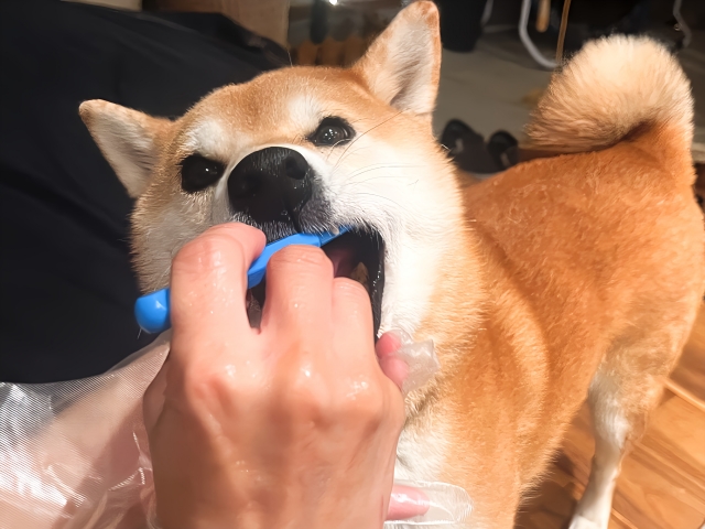 1.こまめな歯磨き