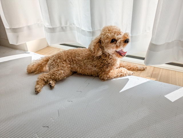 3.口の潤い不足