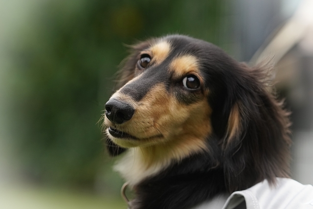 犬の口臭が臭い時は動物病院の受診も検討しよう