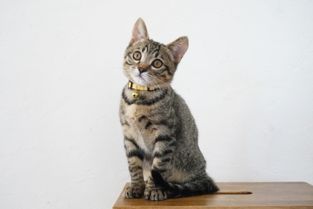 猫のニオイが気になる時は病院の受診も検討しよう