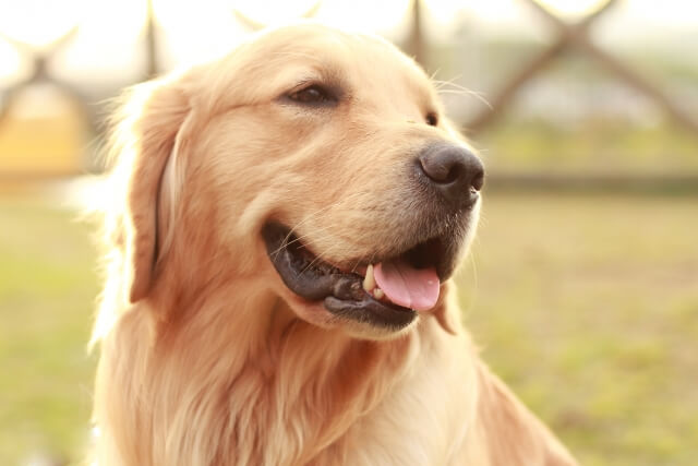 人気のゴールデンレトリーバーの特徴とは？性格や飼育の注意点もご紹介