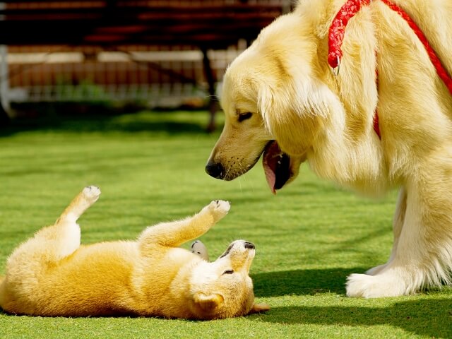 ゴールデンレトリバーについて