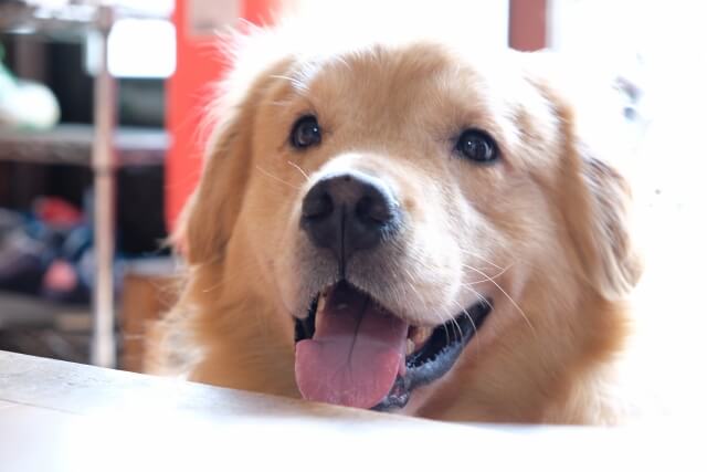 飼育のポイント