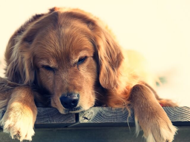 かかりやすい病気