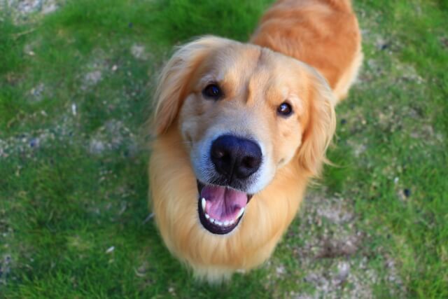 ゴールデンレトリバーは多頭飼い向き?