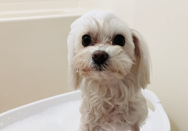 犬が臭い時はシャンプーで洗おう！適切な頻度と洗い方をご紹介！