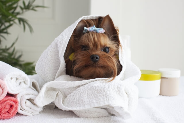 シャンプーで落ちる犬の臭いの種類