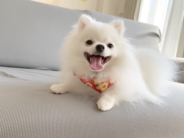 犬のシャンプーの頻度はどのくらい?