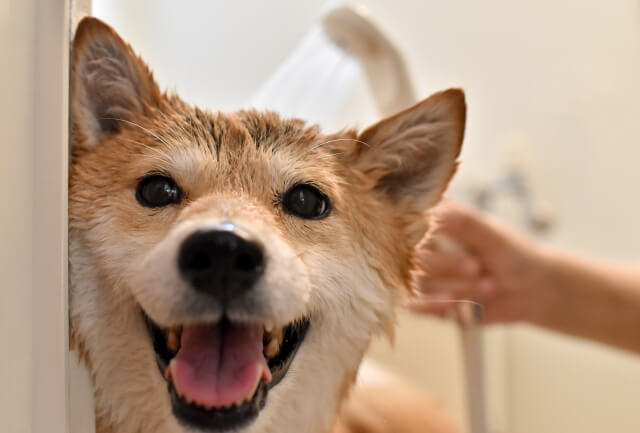 自宅で犬のシャンプーをする5ステップ