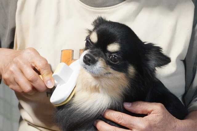 ステップ1.ブラッシング